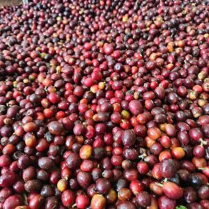 Premium Bulk Yemeni Specialty Arabica Green Coffee Beans — Origin Yemen (Wholesale Enquiry) - Image 2