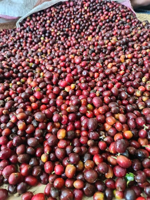 Premium Bulk Yemeni Specialty Arabica Green Coffee Beans — Origin Yemen (Wholesale Enquiry)