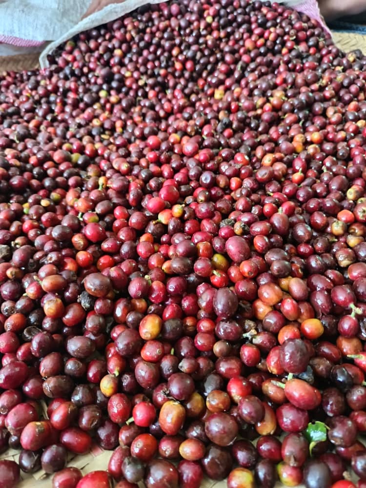 Premium Bulk Yemeni Specialty Arabica Green Coffee Beans — Origin Yemen (Wholesale Enquiry) - Image 2